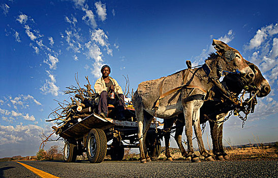 男人,驴,手推车,道路