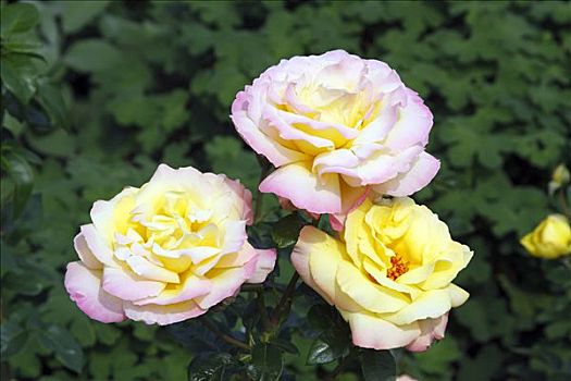 玫瑰,培育品种,粉色,平和