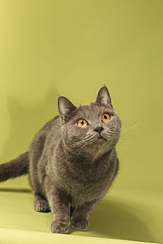 在黄色背景前面正面看着镜头的英国灰色短毛蓝猫