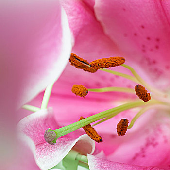 花萼,粉色,百合