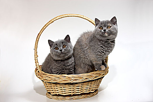 卡尔特猫,家猫,两个,小猫,篮子
