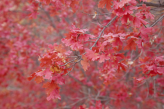 枫树,锡安国家公园,犹他,美国