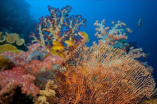 彩色,珊瑚礁,软珊瑚