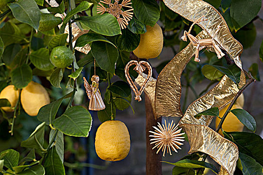 圣诞装饰,柠檬树