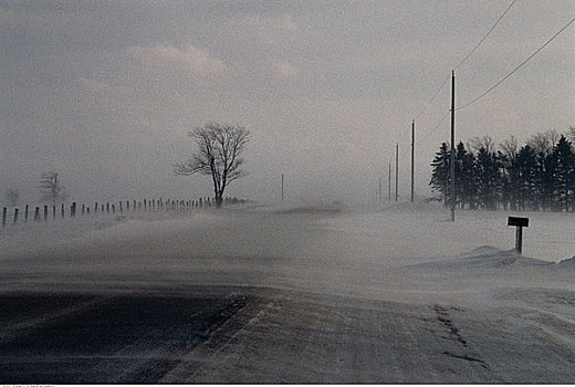 道路,树,冬天,安大略省,加拿大