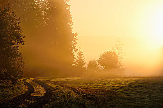 风景,日出,发光,早,雾状,早晨,巴伐利亚森林国家公园,巴伐利亚,德国
