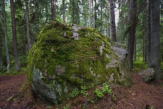 漂石,原始,树林,国家公园,爱沙尼亚,波罗的海国家,欧洲