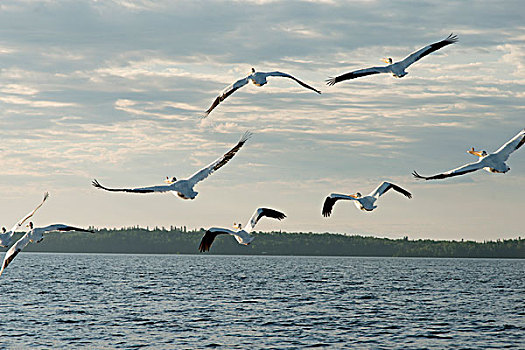 成群,海鸥,飞跃,湖,木头,安大略省,加拿大