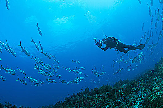 水下视角,男青年,潜水,摄影,鱼,靠近,海底,坎昆,墨西哥