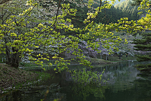 日本樱花