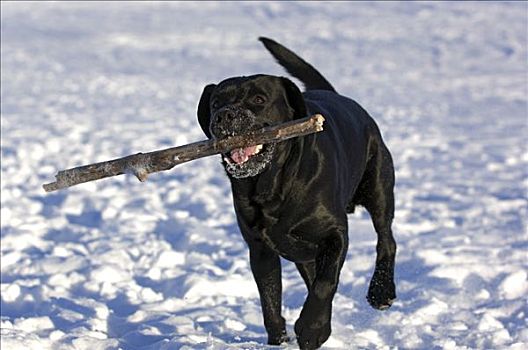 拉布拉多犬,狗,扎,雪