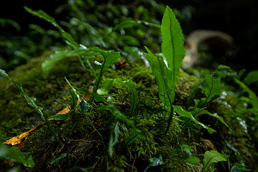 特写山谷里潮湿的岩石上翠绿的青苔与蕨类