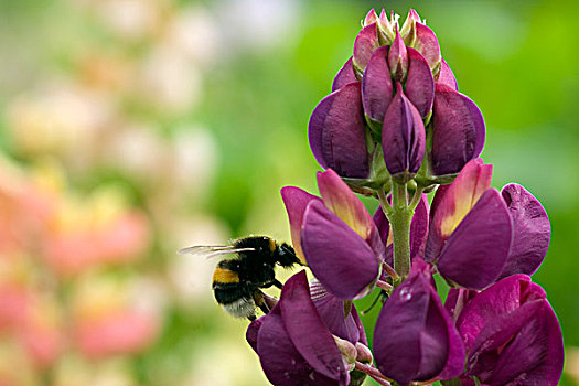 大黄蜂,熊蜂,花,哈勒姆,荷兰北部,荷兰