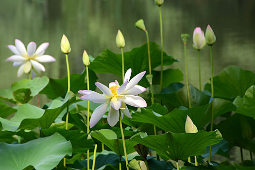 荷花,lotus,莲花,水芙蓉,藕花,芙蕖,中国