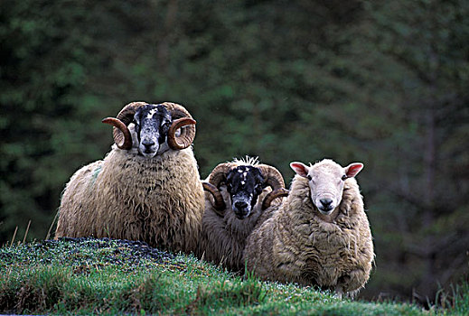 英国,苏格兰,斯凯岛,绵羊