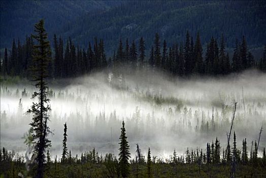 树林,遮盖,雾,阿拉斯加,室内,美国