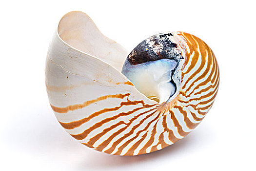 鹦鹉螺,壳,马萨诸塞