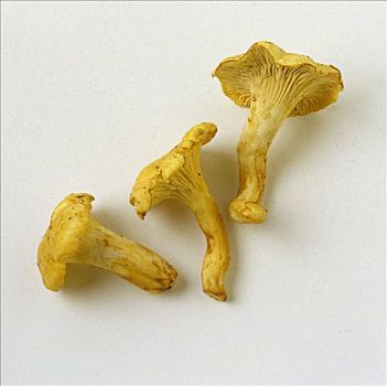 鸡油菌,蘑菇