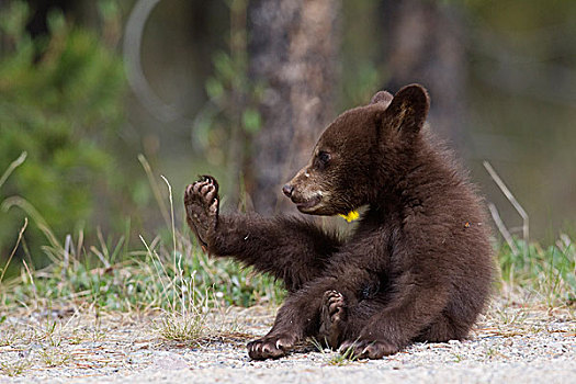 黑熊,美洲黑熊,幼兽,碧玉国家公园,艾伯塔省,加拿大,次序