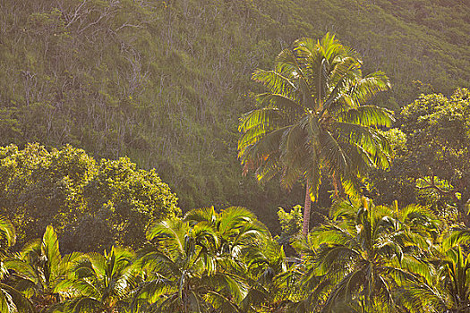 仰视,棕榈树,乡村,毛伊岛,夏威夷,美国