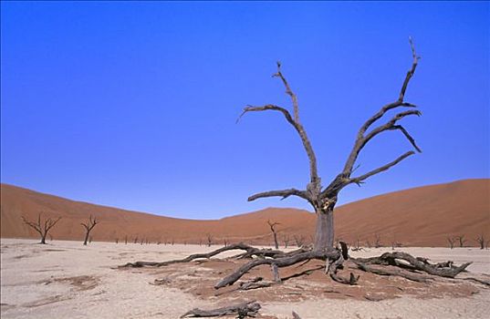 枯木,死亡谷,纳米布沙漠,纳米比亚,非洲