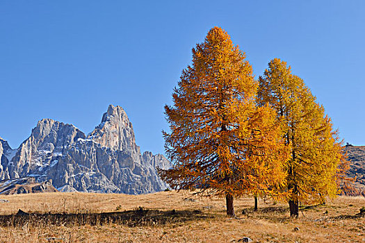 欧洲落叶松,树,帕拉,秋天,苍白,白云岩,意大利