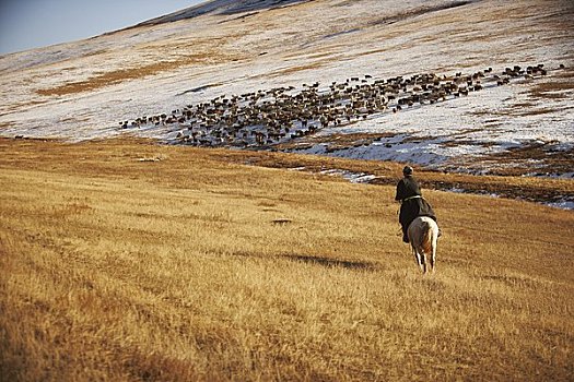 人,骑马,放牧,动物群,蒙古