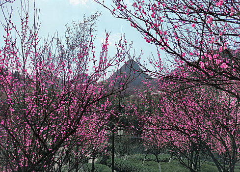 梅花季贵州醇景区