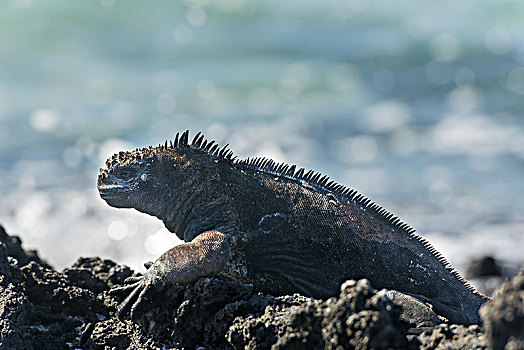 海鬣蜥,圣克里斯托瓦尔,岛屿,加拉帕戈斯群岛,厄瓜多尔,南美