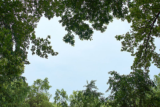 树梢看过去的蓝天