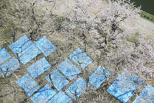 樱花,蓝色,野餐,垫子