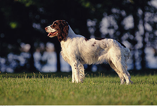 史宾格犬