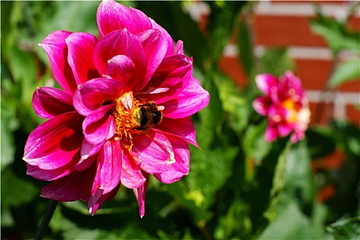 工蜂,蜜蜂,特写,花
