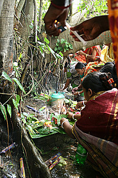 女人,印度教,给,根,菩提树,新年,孟加拉,四月,2008年
