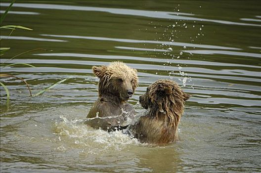 棕熊,两个,小动物,玩,水