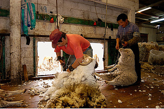 剪羊毛,瓦尔德斯半岛,丘布特省,阿根廷,巴塔哥尼亚