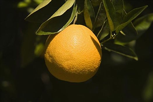 特写,橙色,枝条,橘树