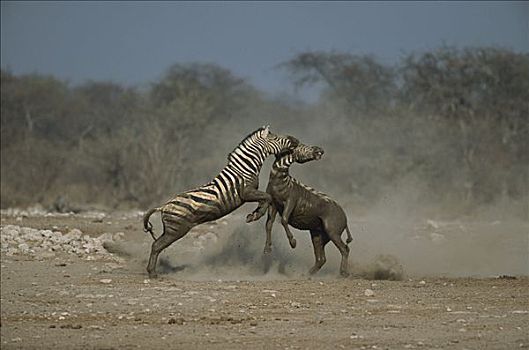 白氏斑马,斑马,泥,一对,争斗,靠近,水坑,干燥,季节,埃托沙国家公园,纳米比亚