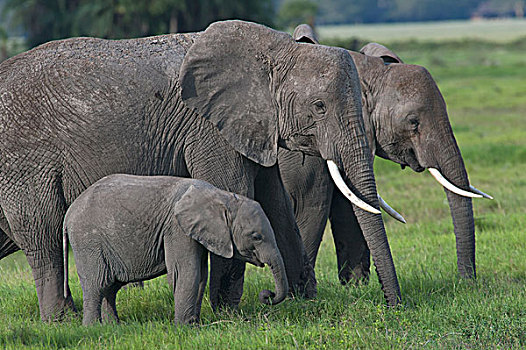 非洲象,女性,幼兽,安伯塞利国家公园,肯尼亚