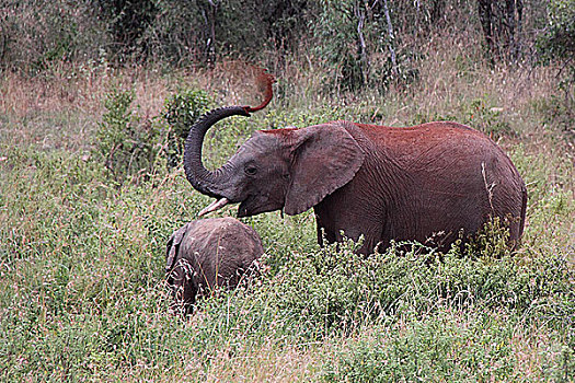 肯尼亚非洲象-红土洗澡
