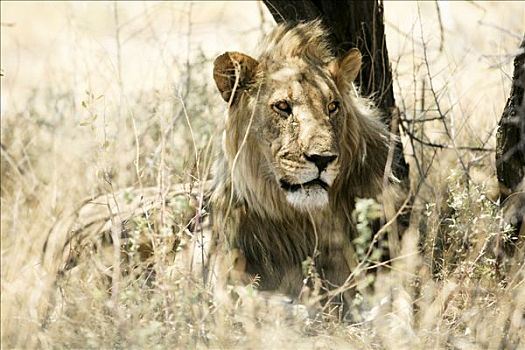 狮子,草丛,埃托沙国家公园,区域,纳米比亚