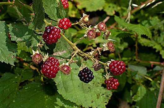 黑莓,枝条