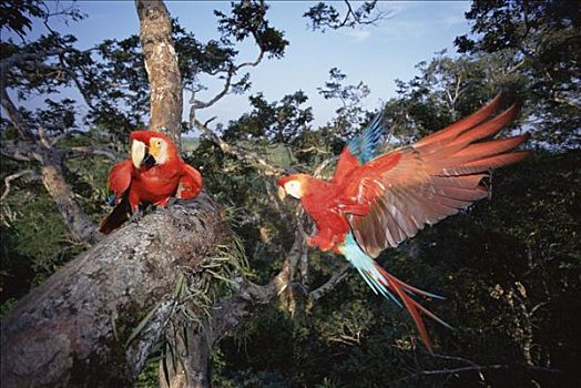 绯红金刚鹦鹉,一对,高,树荫,塔博帕塔河,秘鲁