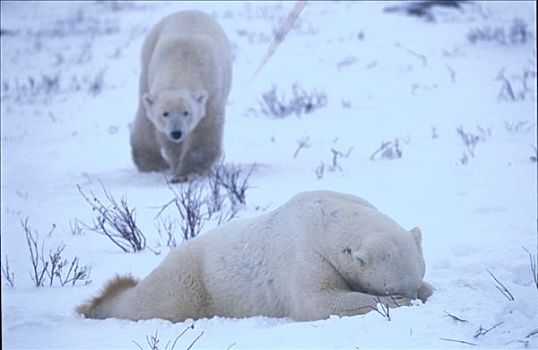 北极熊,走,向上,一个,睡觉,戈登,湾