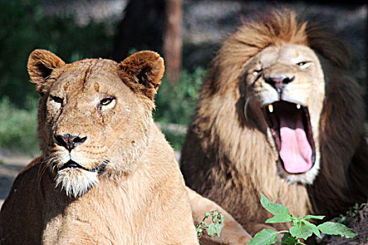 狮子,动物,猛兽,动物园