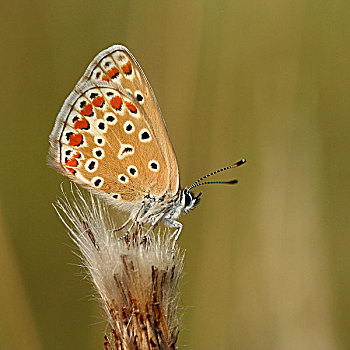 普通,蓝色,蓝灰蝶,蝴蝶,上艾瑟尔省,荷兰