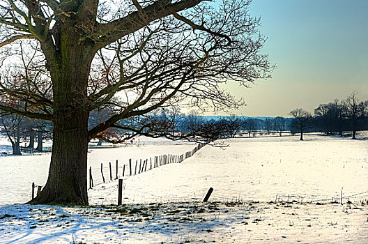 乡村,风景,冬天,雪,地上,鲜明,蓝天背景