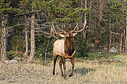 成熟,野生,公麋鹿,鹿属,鹿,艾伯塔省,加拿大