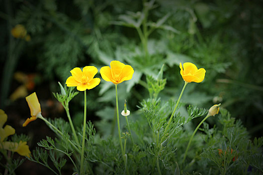 成都石象湖花海,花菱草