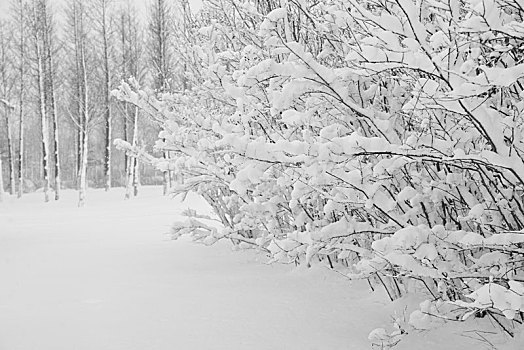 雪景